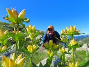 13 Gentiana punctata (Genziana maculata)